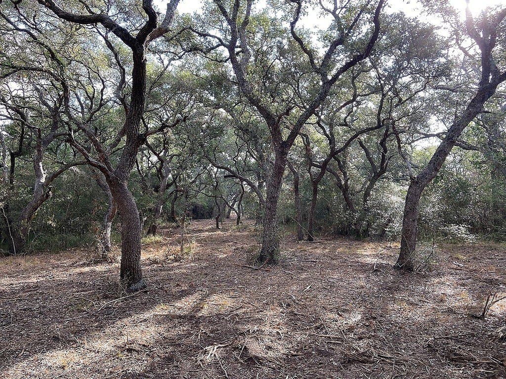 11 acres in Colorado County - photo 15