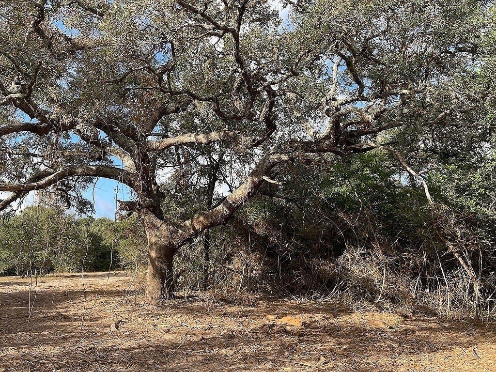 11 acres in Colorado County - photo 11