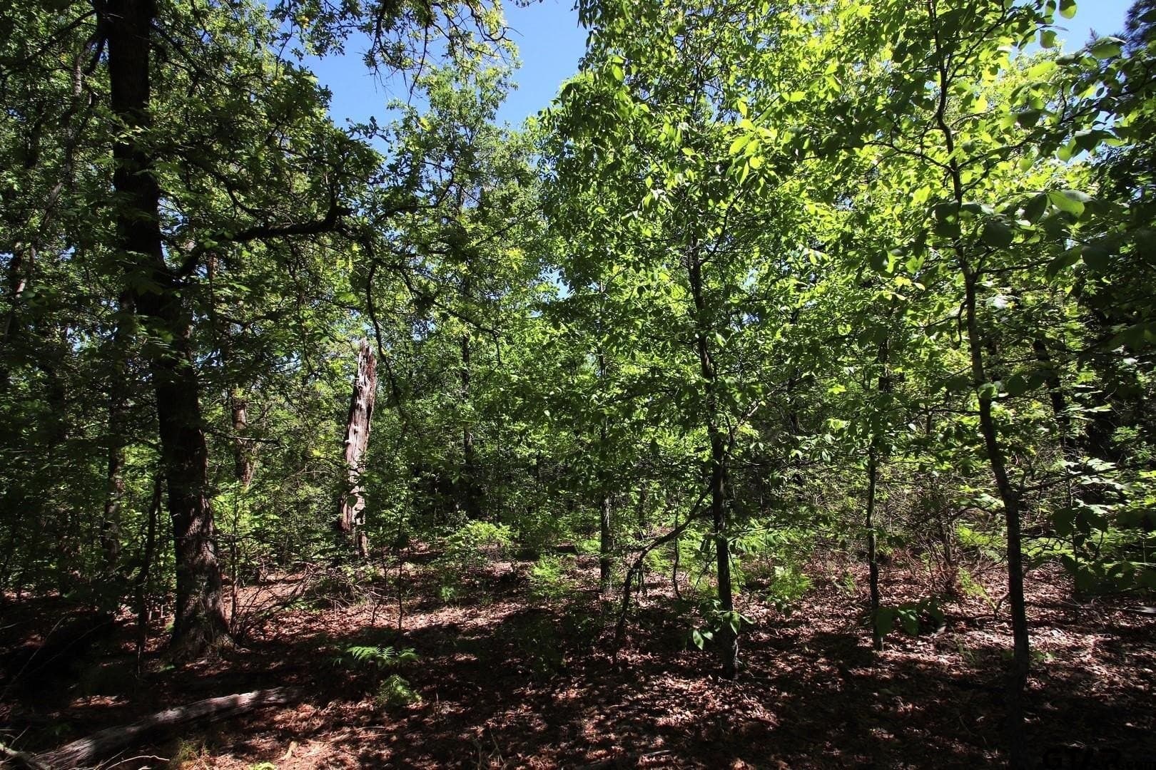 40 acres in Wood County - photo 13