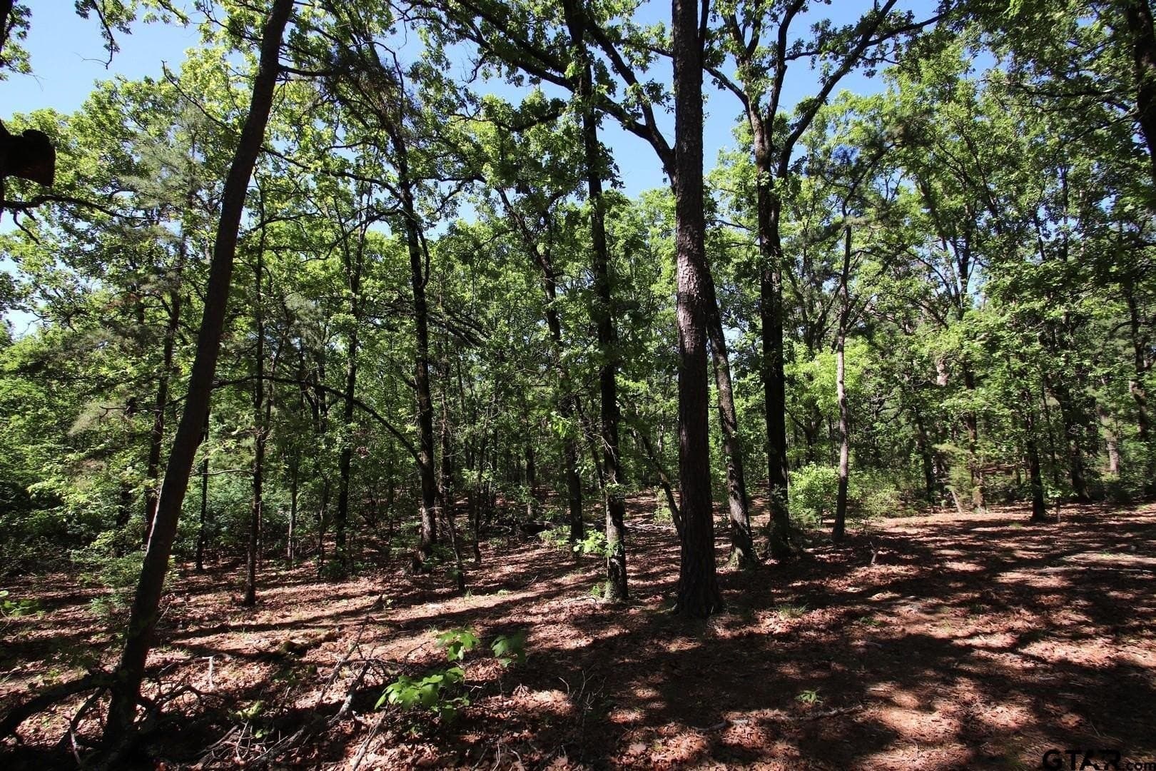 40 acres in Wood County - photo 32