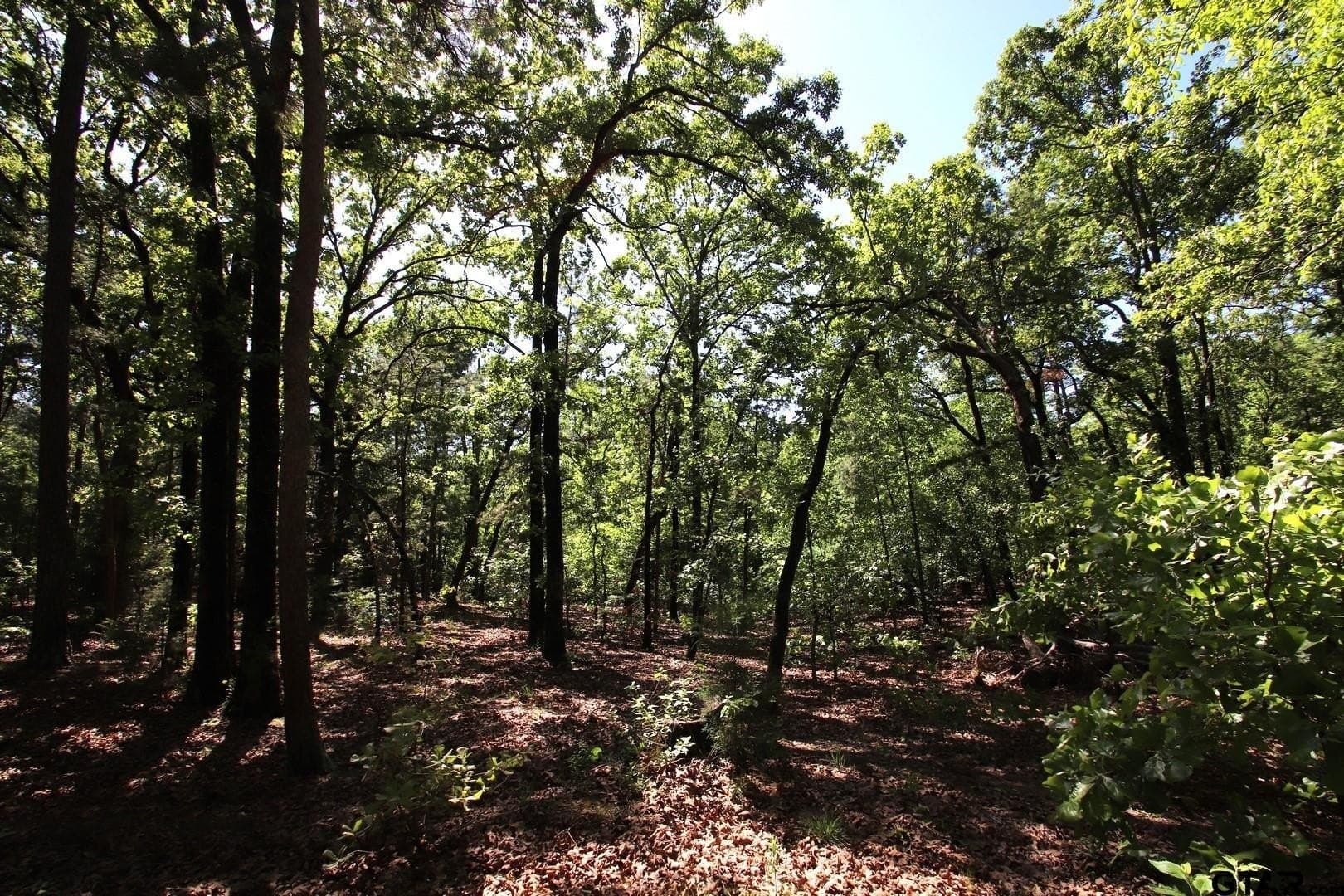 40 acres in Wood County - photo 38