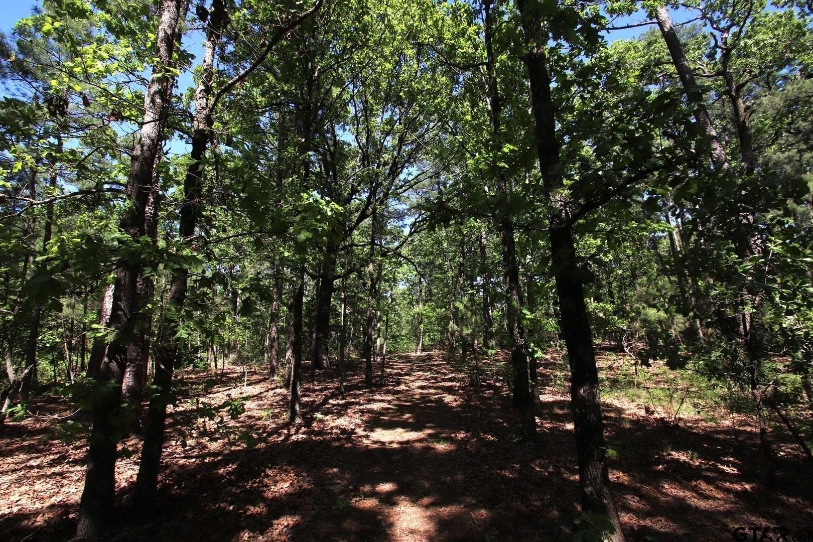 40 acres in Wood County - photo 33