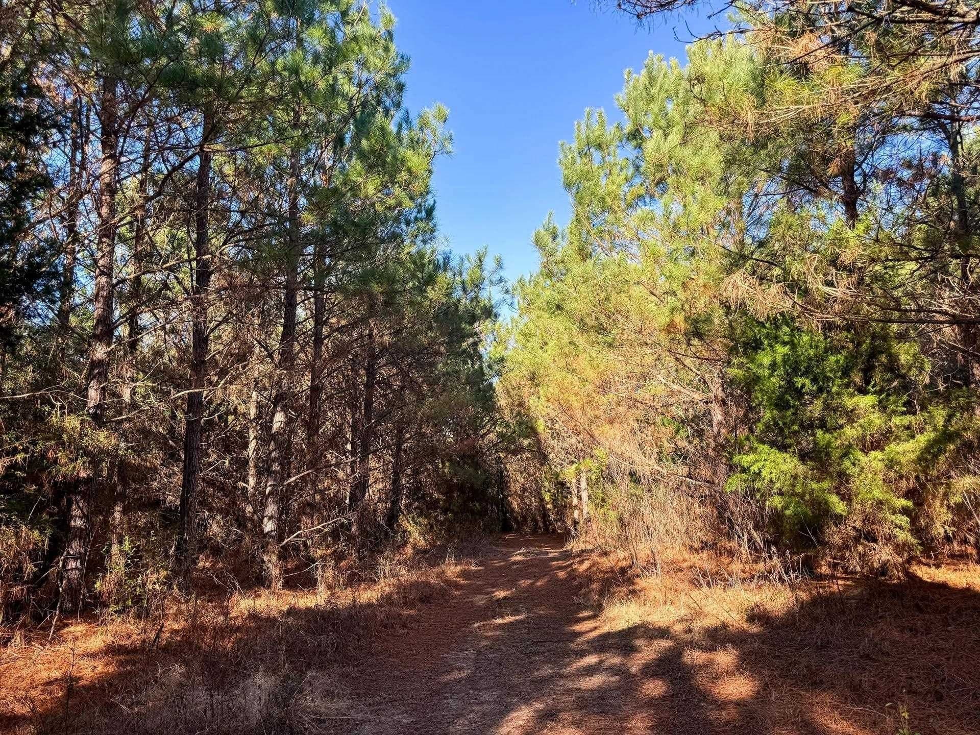 209.66 acres in Cass County - photo 13