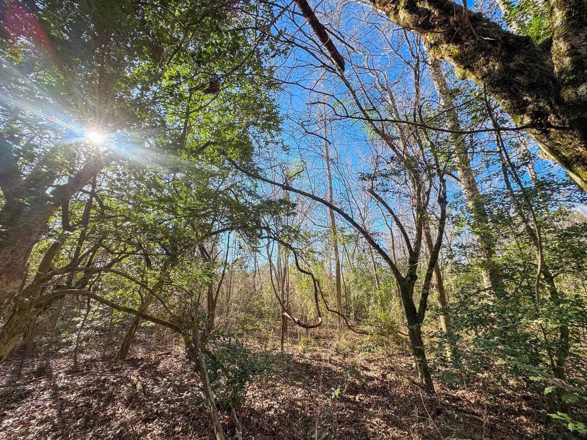 209.66 acres in Cass County - photo 18