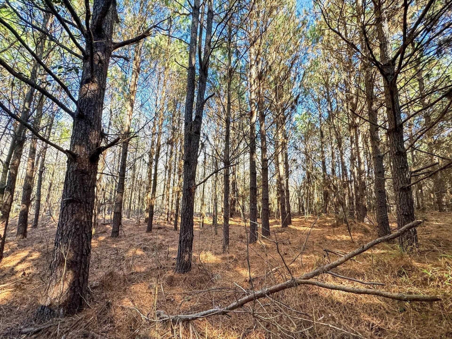 209.66 acres in Cass County - photo 20