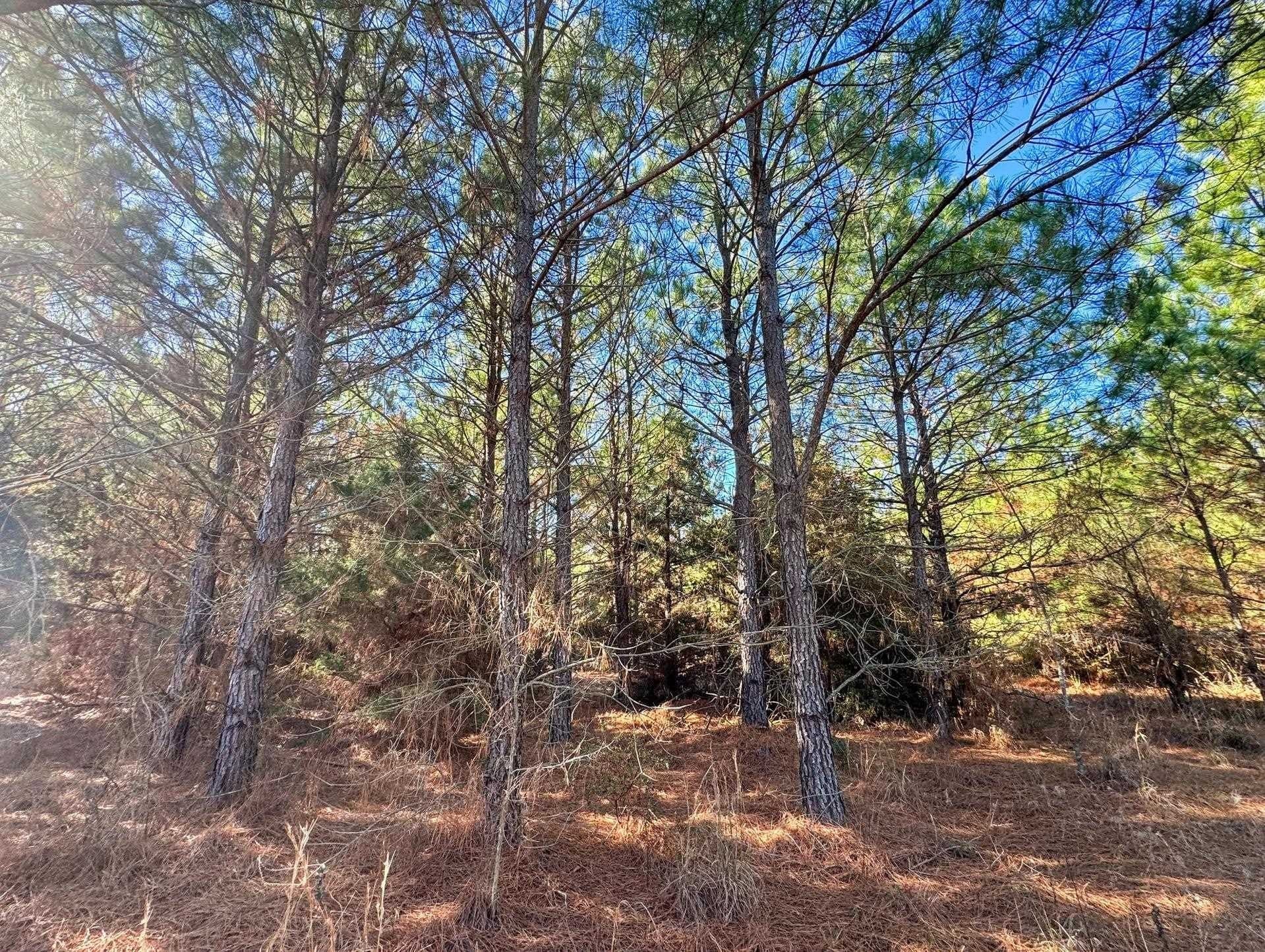 209.66 acres in Cass County - photo 25