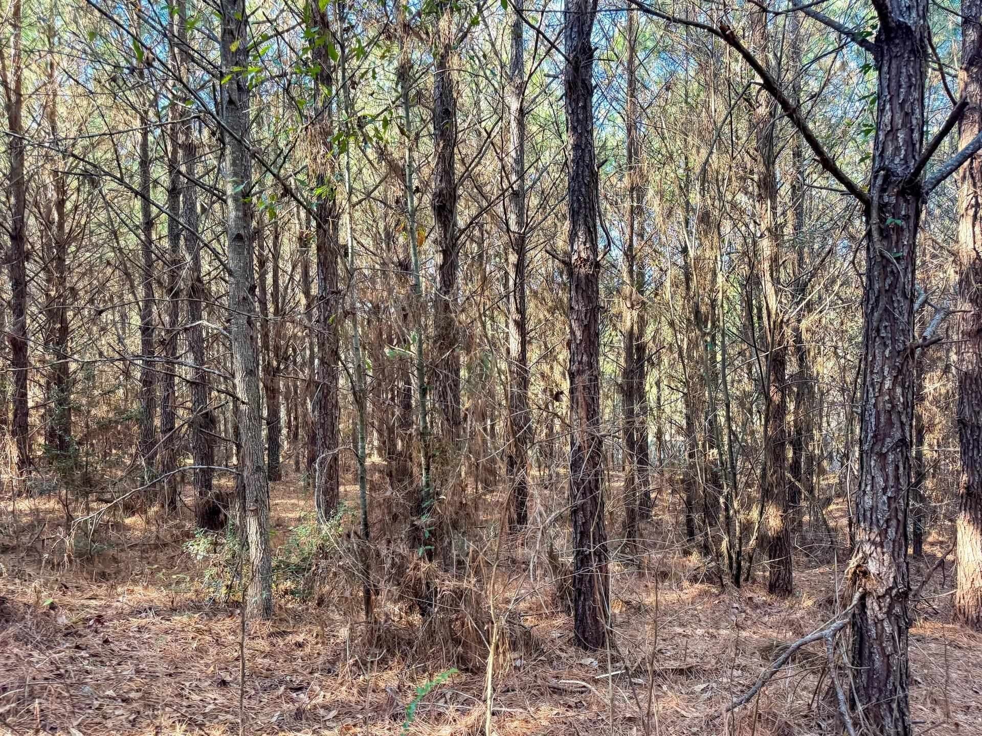 209.66 acres in Cass County - photo 17