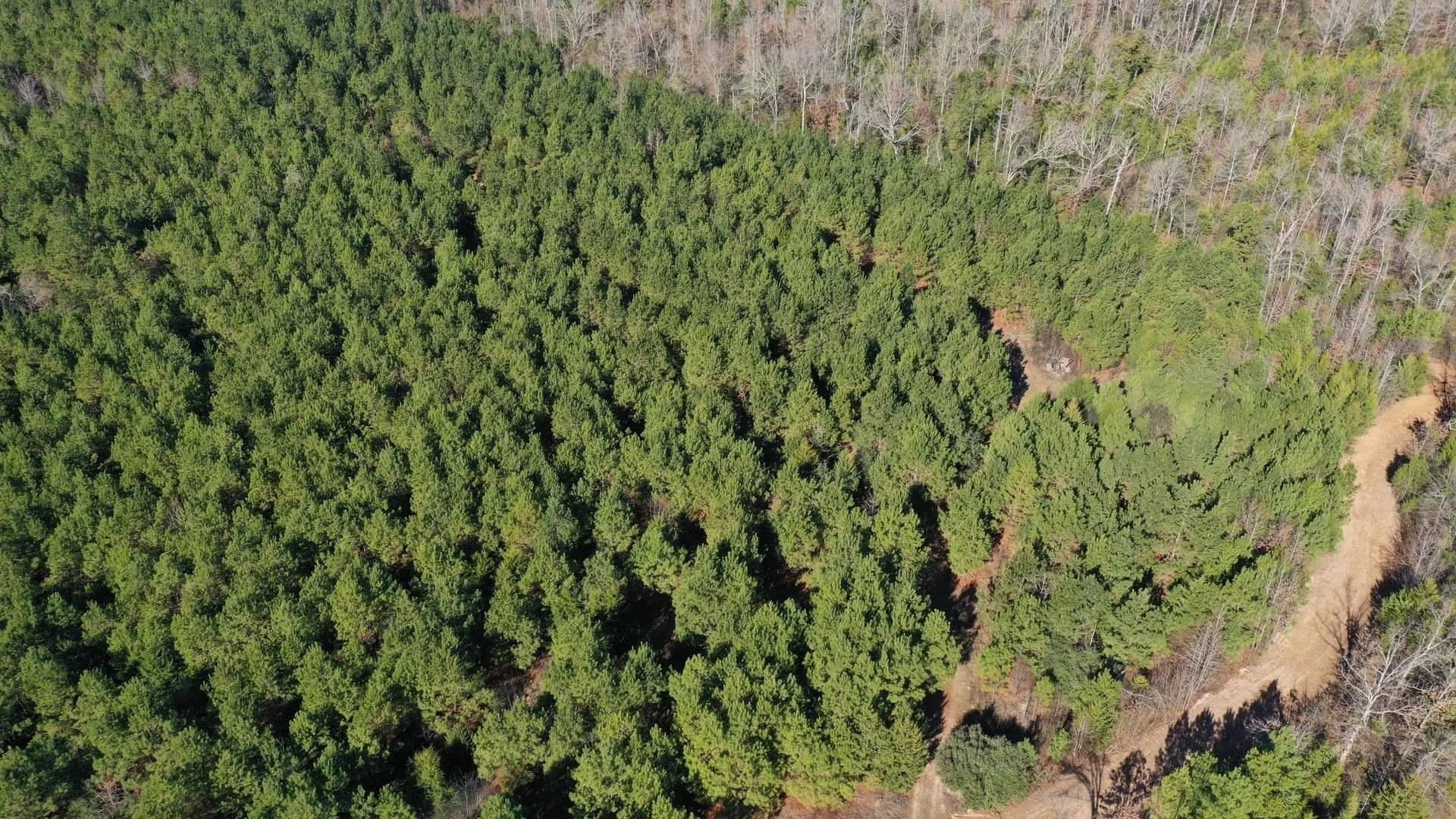 209.66 acres in Cass County - photo 9