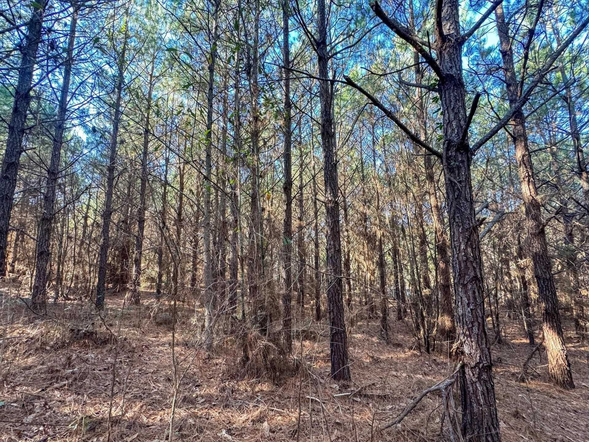 209.66 acres in Cass County - photo 14