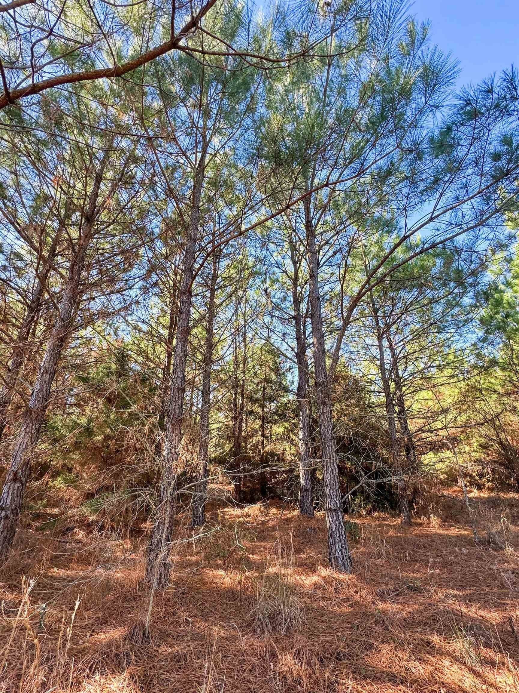 209.66 acres in Cass County - photo 27