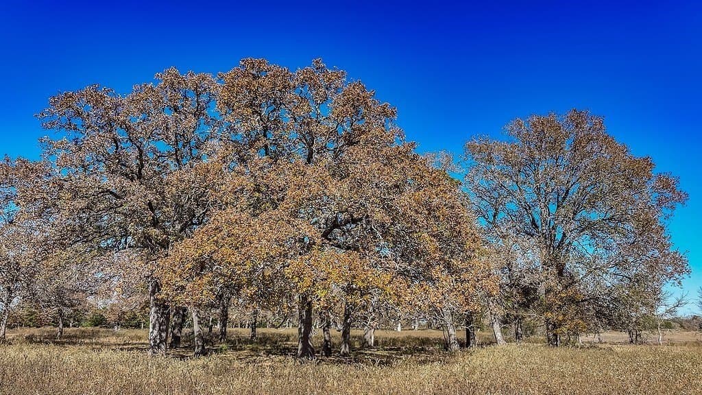 15.34 acres in Fayette County - photo 4
