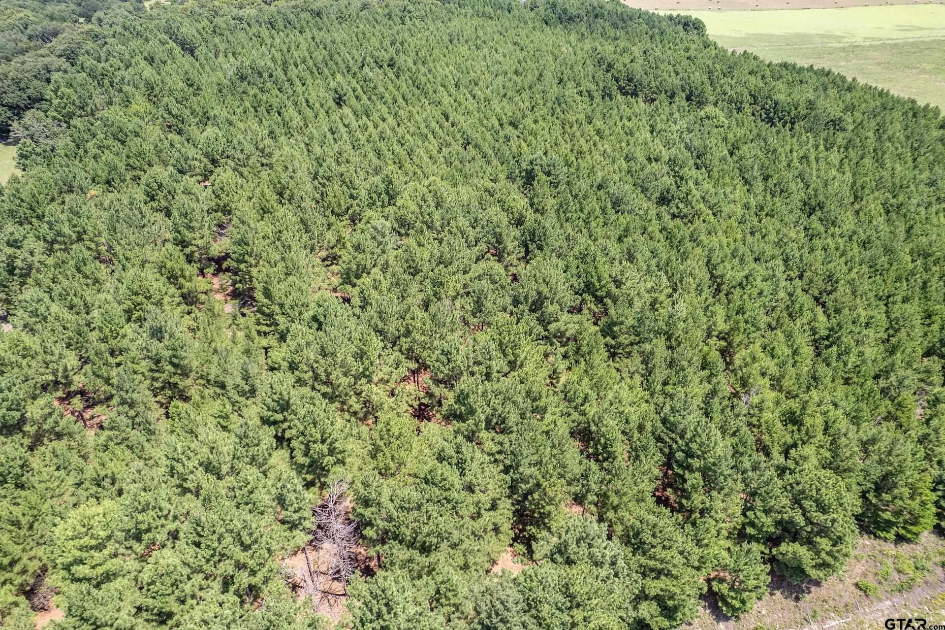 27.82 acres in Smith County - photo 12