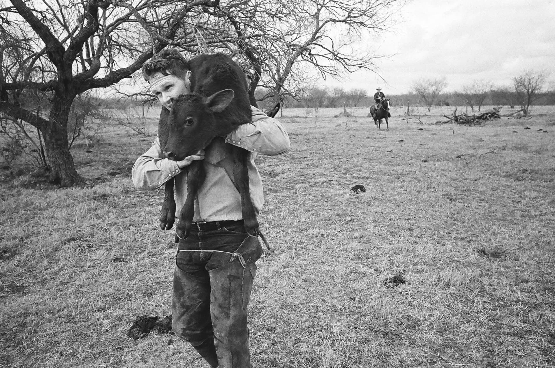 A young man carries a calf on his shoulders