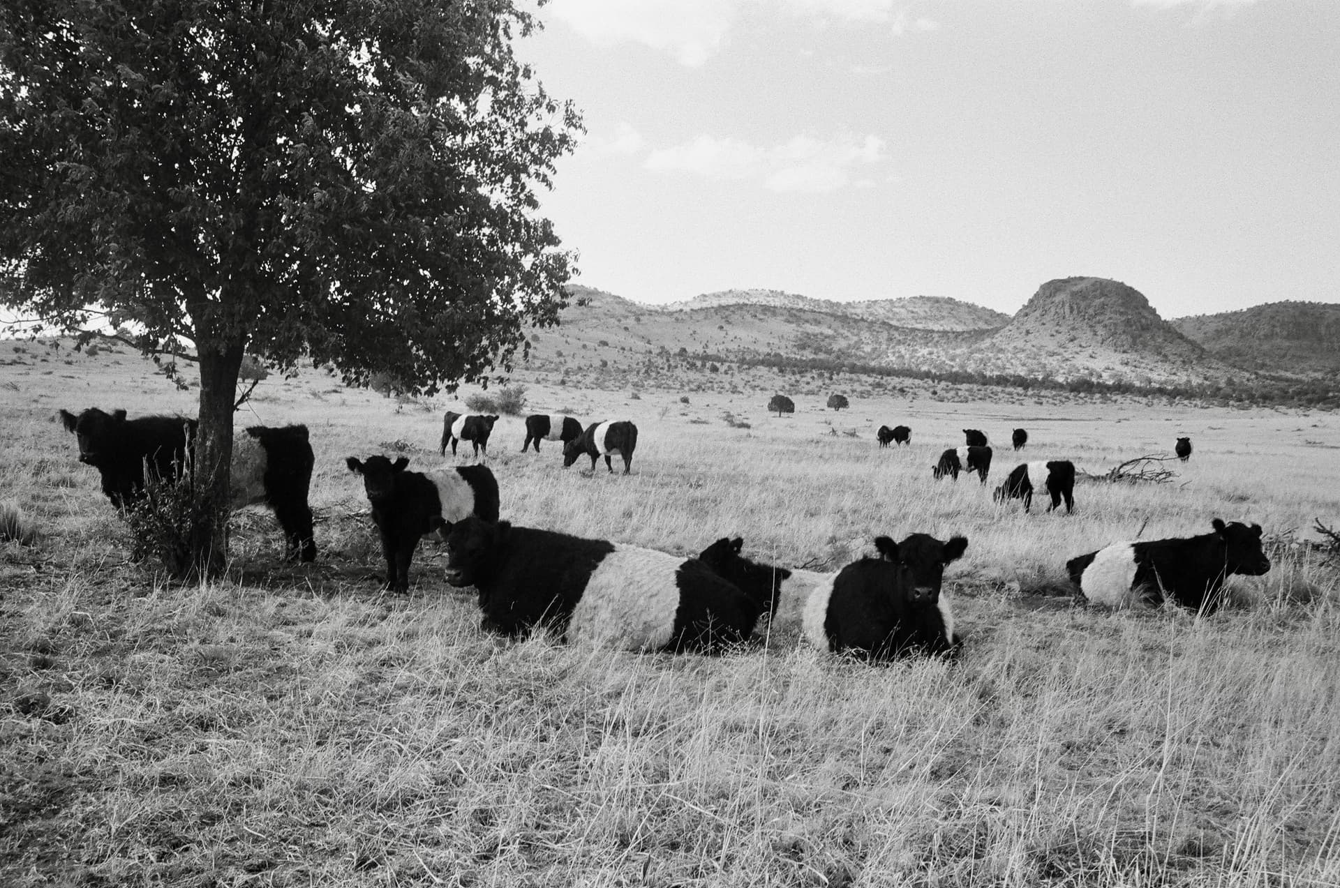 Cows grazing in a pasture