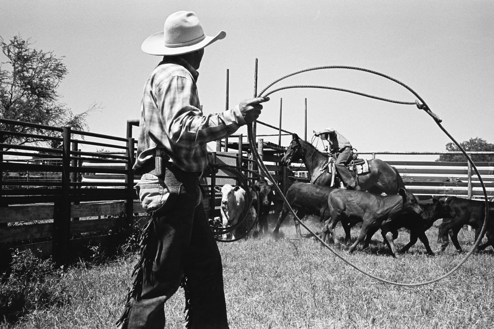 Men roping cattle