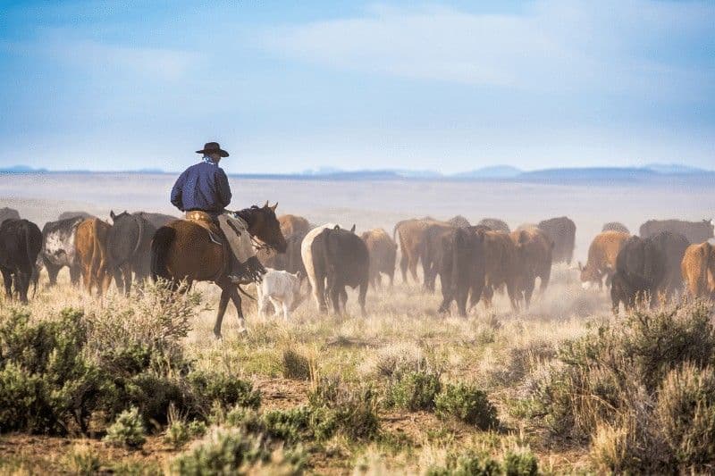 King Ranch Institute
