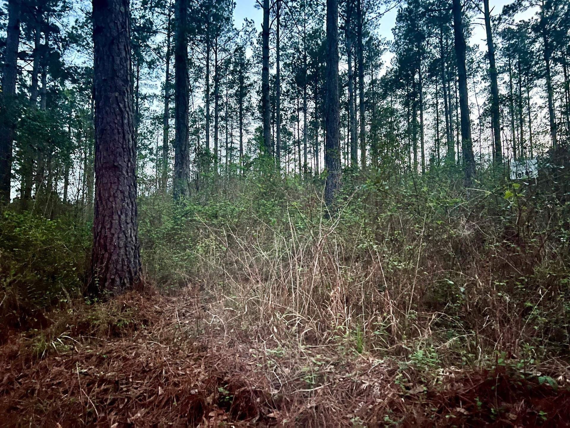 3341 County Road 1095