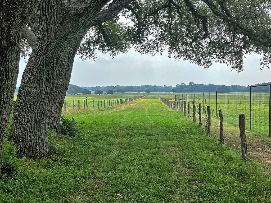 Neiser Lane