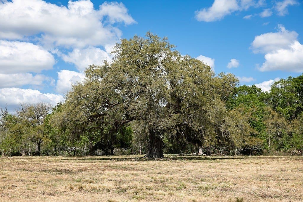 14.5 Acres County Road 320