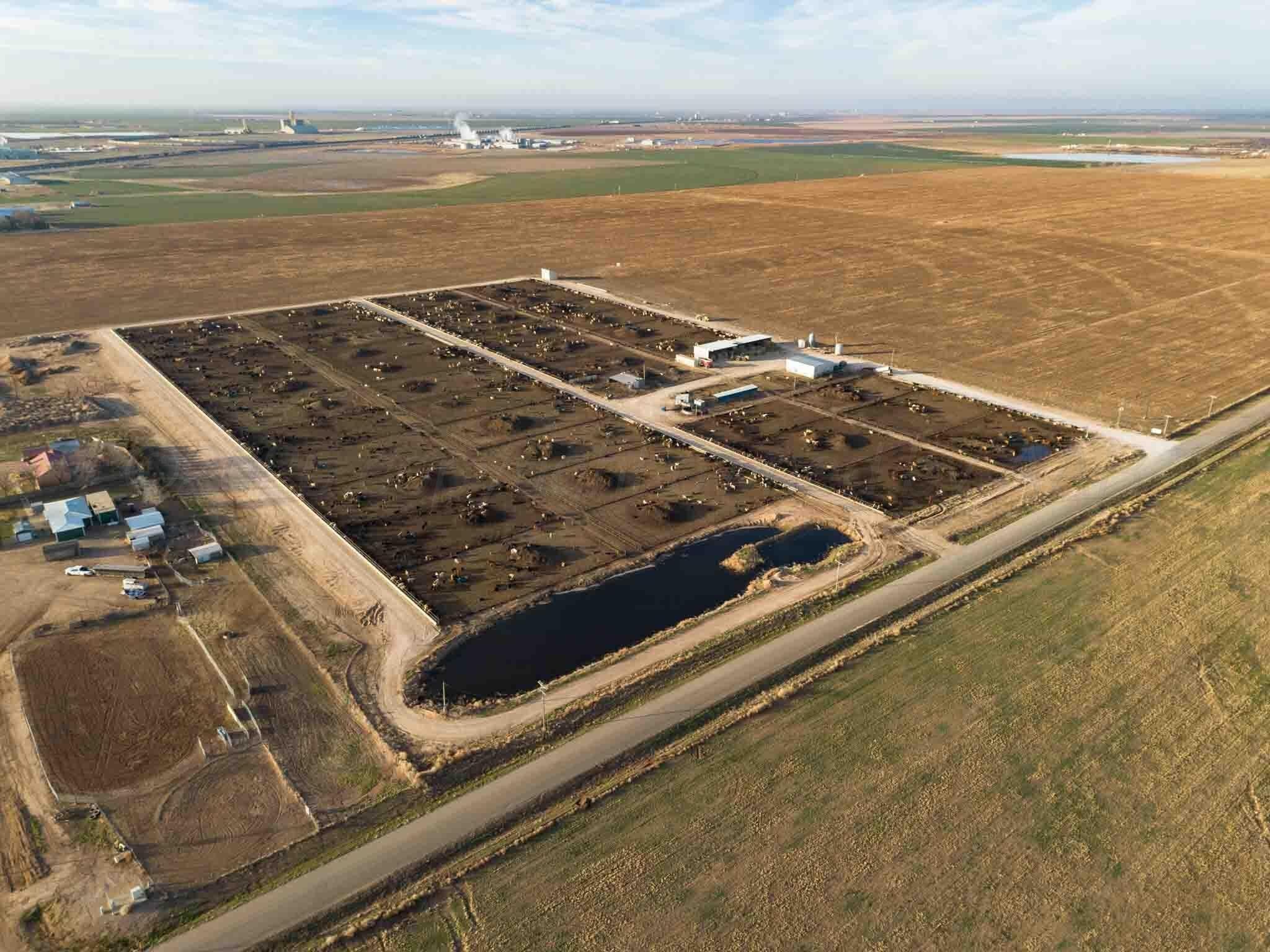 Crow Cattle Growyard