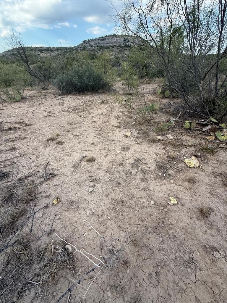 Cactus Rose Lane