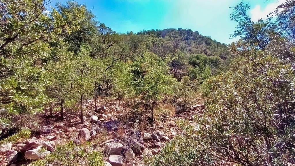 311 Colleen Canyon Trail