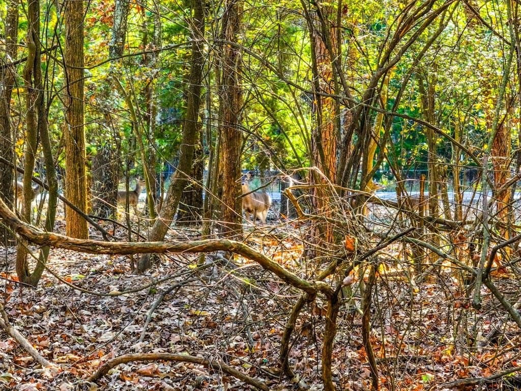 Lot 17 Sweet Gum Lane