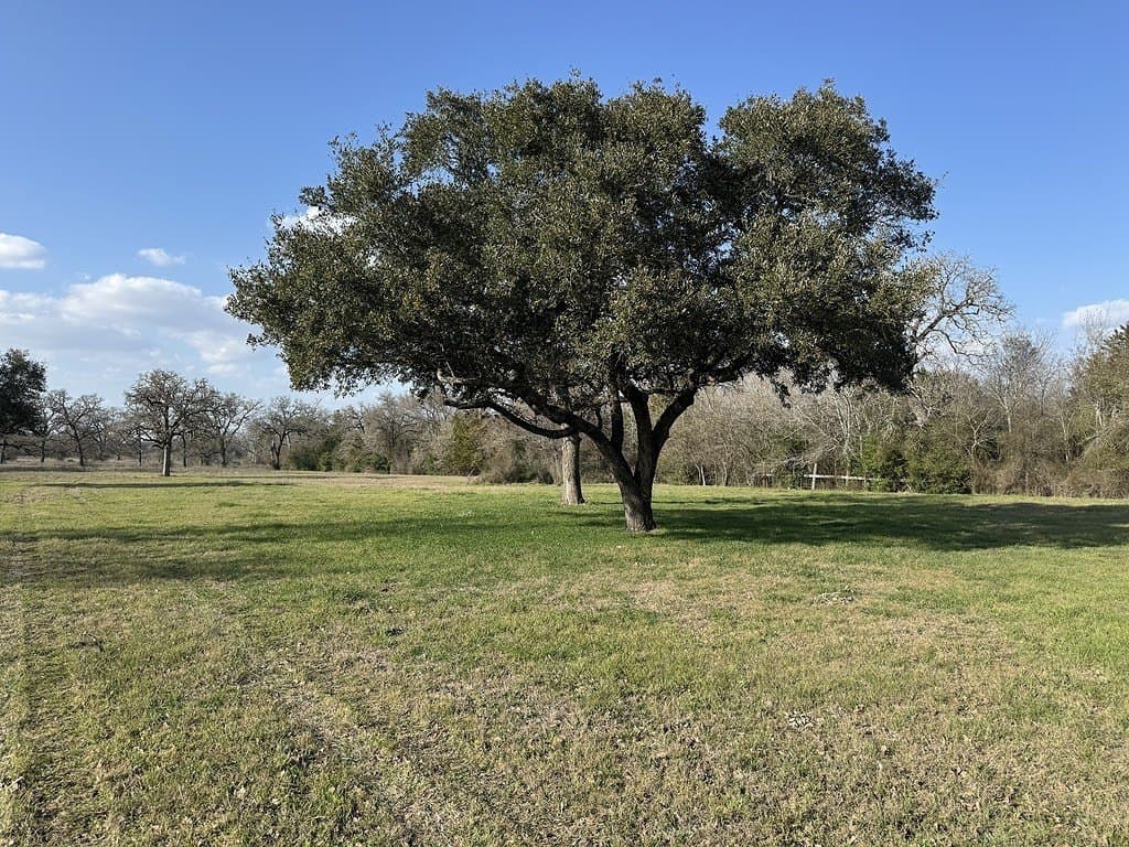 TBD Lewis Road