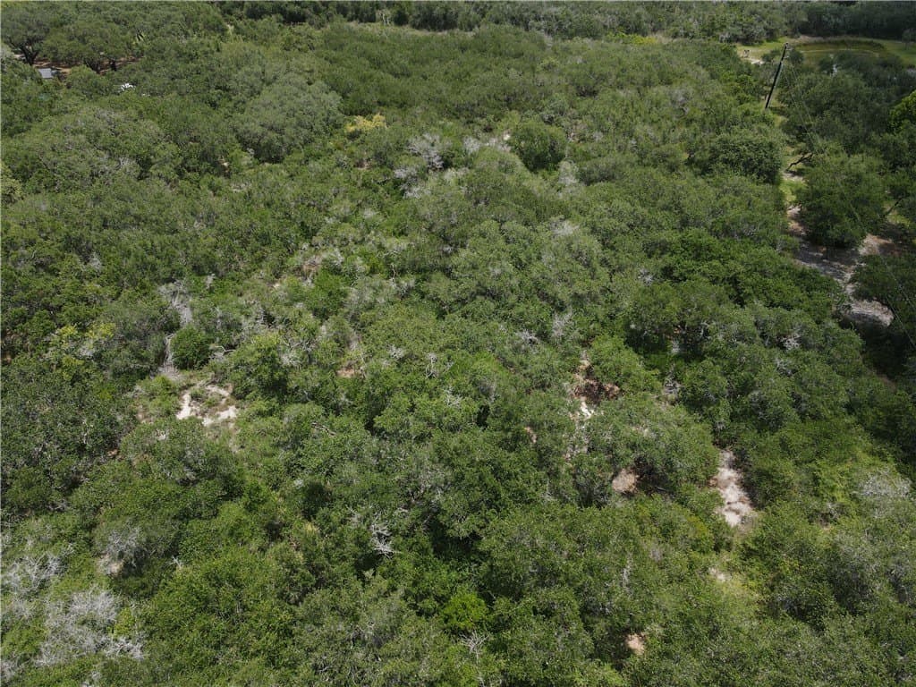 1738 Morgan lot: 12