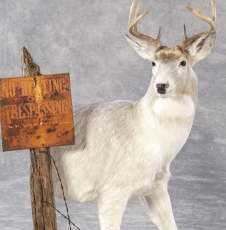 Wild things Taxidermy