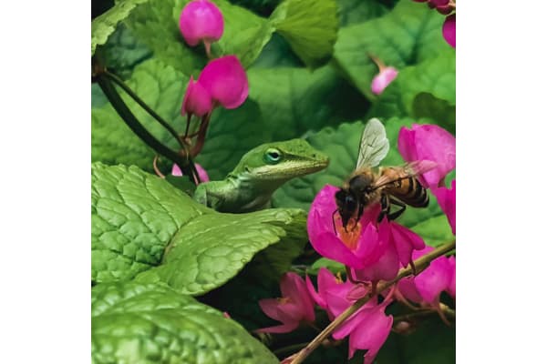 A to Bee: Removal and Relocation