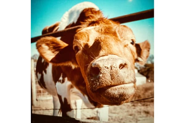 Lavon Farms