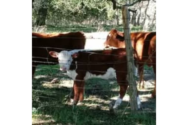 Millfos Ranch
