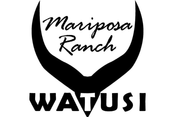 Mariposa Ranch Watusi
