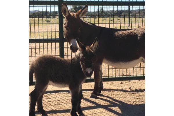 Country Music Miniature Donkeys gallery 1