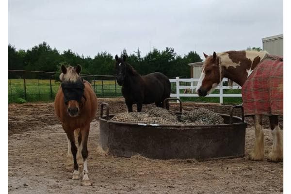 Avanti Sporthorses