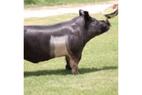 West Texas Genetics