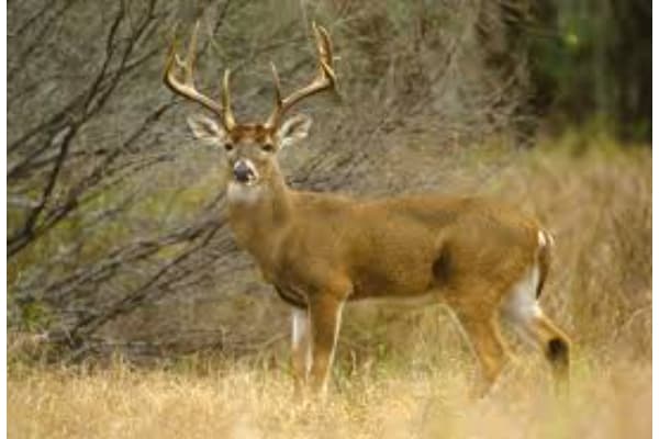 Stewart's Wild Game