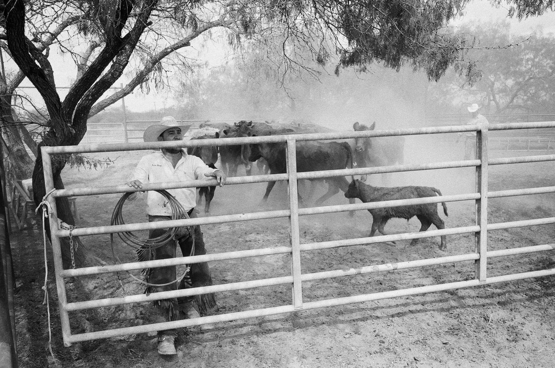 A cowboy stands at a cattle gate