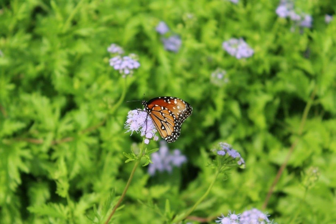 Texas Wildflowers: What grows where, and how to support it on your land