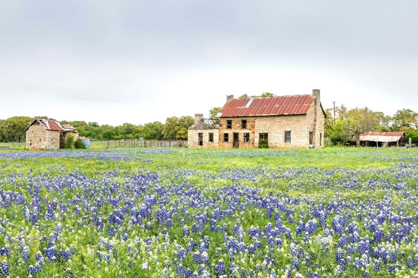 Texas Wildflowers: Biology, history, and what grows where